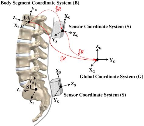 Lumbopelvic Rhythm During Forward And Backward Sagittal Trunk Rotations