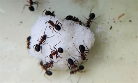 Ants are an important component of the garden ecosystem. How To Control Black Sugar Ants in the Home & Garden ...