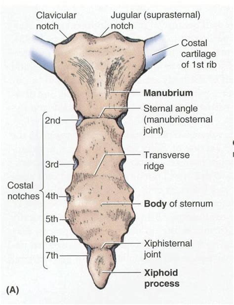 There are two classifications of ribs. Sternum
