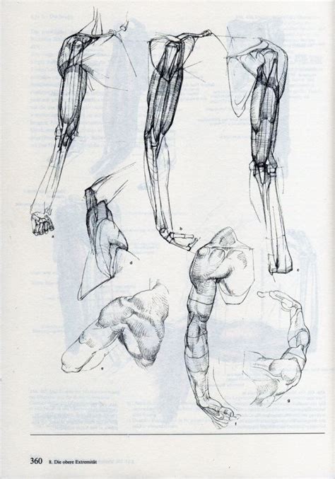 素描 造型 速写 铅笔画 Anatomy Sketches Human Anatomy Drawing Arm