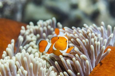 Clownfish Laying Eggs