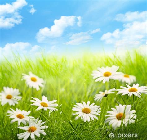 Wall Mural Daisy Field With Blue Sky PIXERS UK