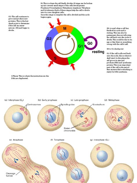 Cell Cycle Pdf Mitosis Cell Cycle