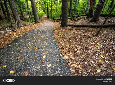 Winding Forest Path Image And Photo Free Trial Bigstock