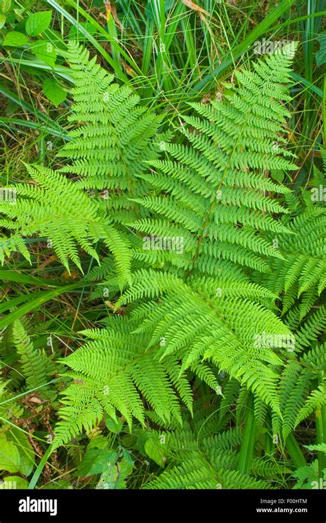 Lady Fern Common Lady Fern Athyrium Filix Femina Germany Stock