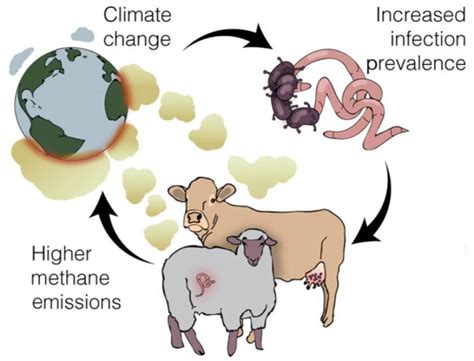 Vicious Cycle Climate Change Spreading Infectious Diseases Which