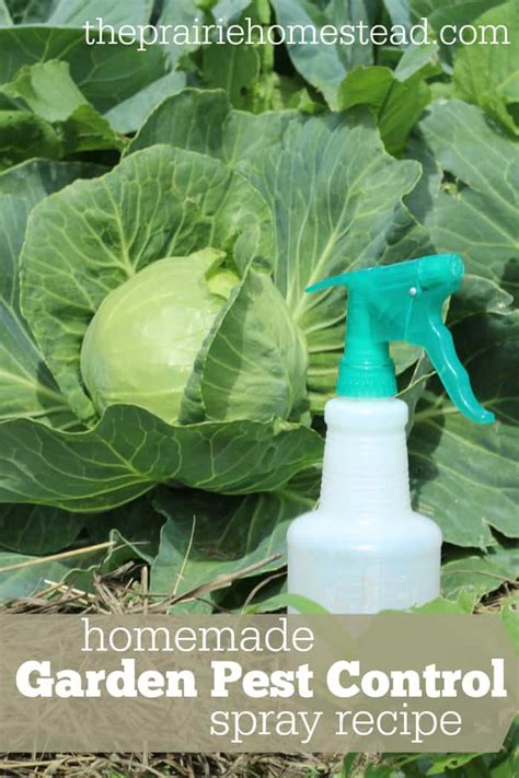 We did not find results for: Organic Pest Control Spray for Gardens