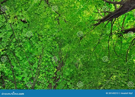 Green Branches Stock Image Image Of Wood Arch Trunk 30149213