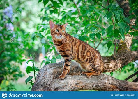 Bright Bengal Cat Sits On A Lilac Trunk Surrounded By Foliage Stock