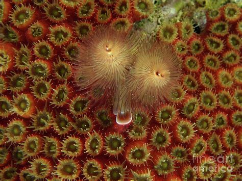 Christmas Tree Worms And Coral Polyps Mayaguana Photograph By Brian