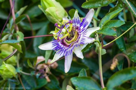 Passion Flower Herb Tea Benefits Best Flower Site