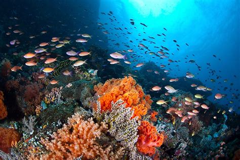 Korallenriff Ökosystem Worldatlas
