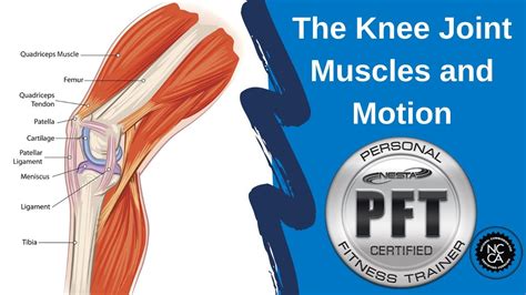 Knee Joint Muscles And Movement Youtube