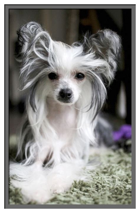Precious Powder Puff Chinese Crested Chinese Cresteds Pinterest