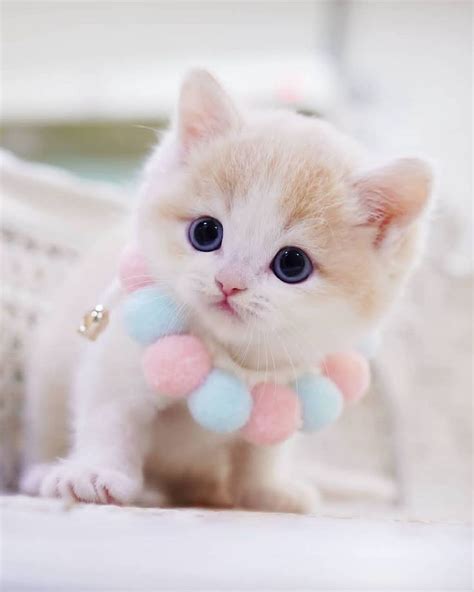 Cute Kitty Kittens Cutest Cute Puppies And Kittens Cute Cats