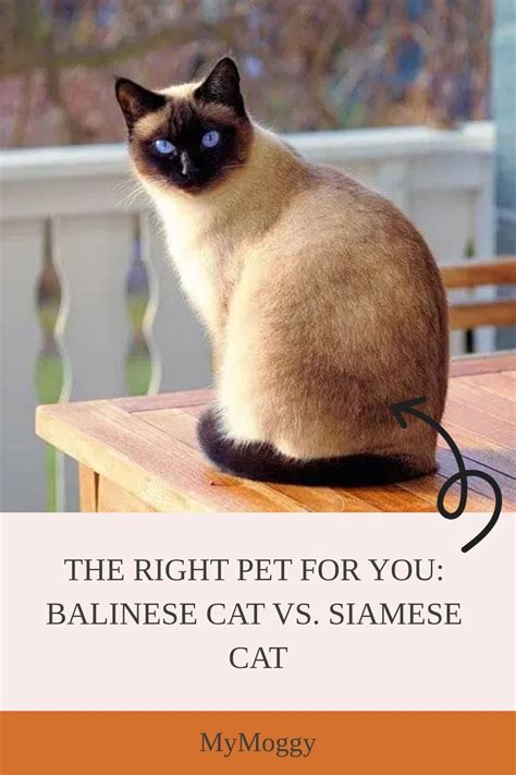 Balinese Cat Vs Siamese Cat The Similarities And Differences Between