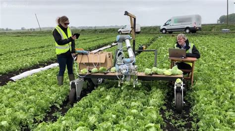 Machine Learning Helps Robot Harvest Lettuce — Agritecture