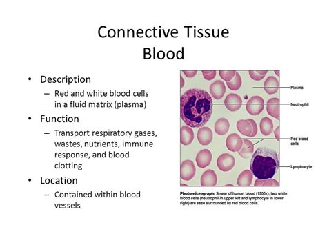 Connective Tissues And Their Functions
