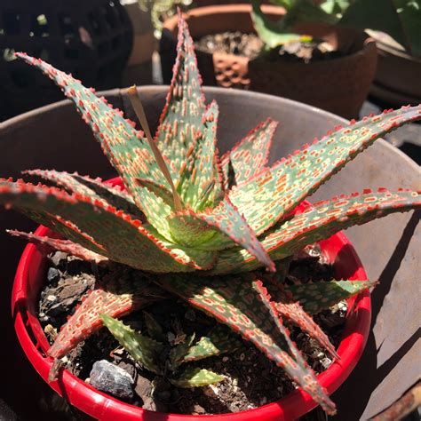Aloe Hybrid Pike Aloe Hybrid Pike In Gardentags Plant Encyclopedia