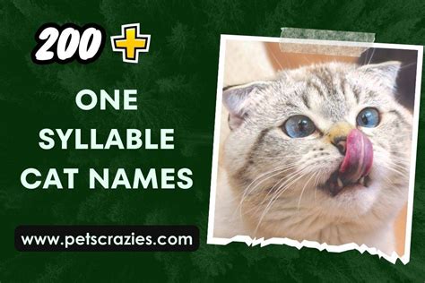 200 One Syllable Cat Names Perfect Quick Call Options