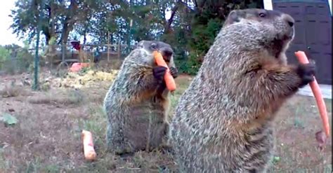 This Woodchuck Steals Vegetables From A Mans Garden And Eats Them While Looking At The Camera