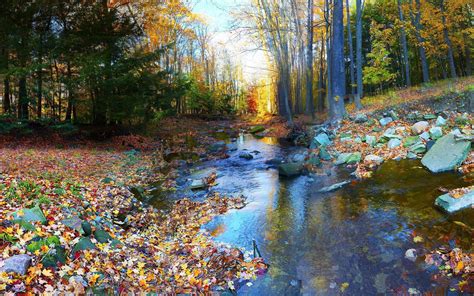 Autumn Leaves In The Small River Hd Desktop Wallpaper Widescreen High Definition Fullscreen