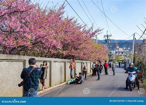 Sunny View Of Cherry Blossom In Yangmingshan National Park Editorial