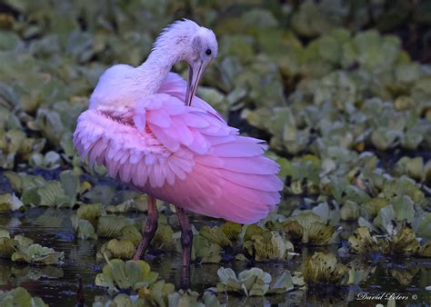 Roseate Spoonbill Dave Peters Flickr