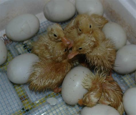 Complete Guide To Incubating Duck Eggs For Optimal Hatch Rates 2022