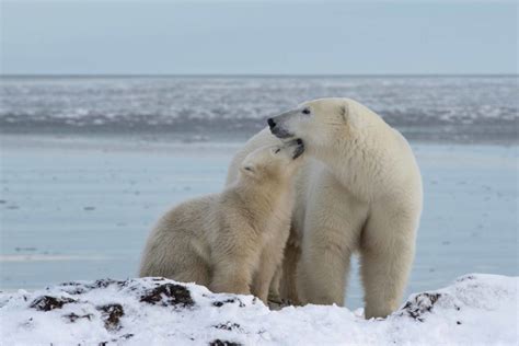 Polar Bear Migration Safari And Arctic Flying Experience Arctic Kingdom