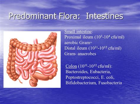 Intestine Issues Small Intestine Diseases Medlineplus