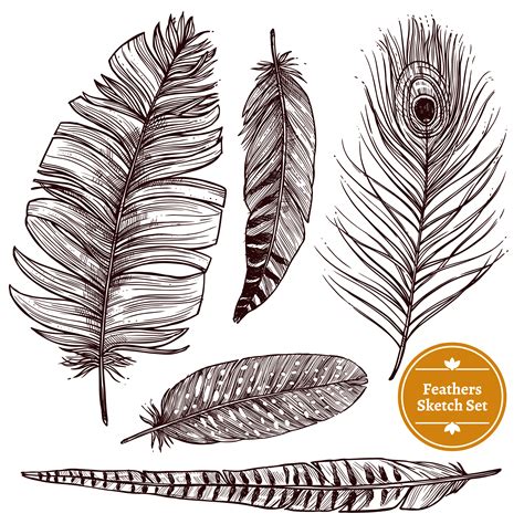 Hand Drawn Feathers Set 471552 - Download Free Vectors, Clipart 