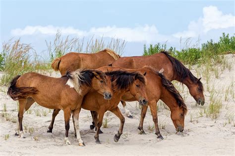 Chincoteague And The Wild Horses Of Assateague Island Stayva