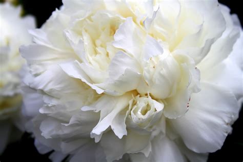 Widows Endorphins The Divine Peonies Of Thomas Darnell