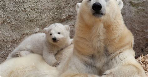 Baby Animals And Their Moms Because Its Mothers Day
