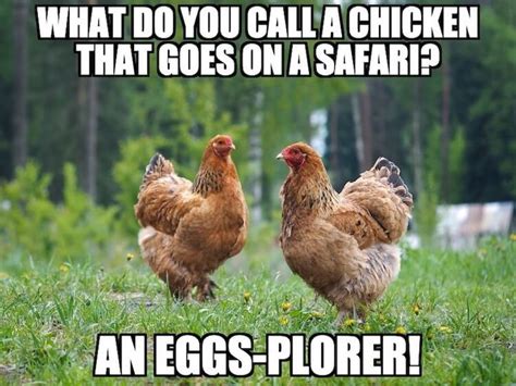 Chicken Memes Funny