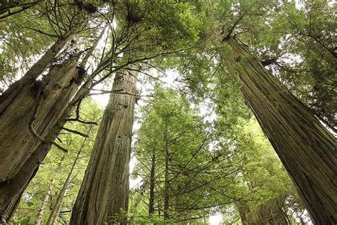 Coast Redwood Tree Seeds Sequoia Sempervirens Br