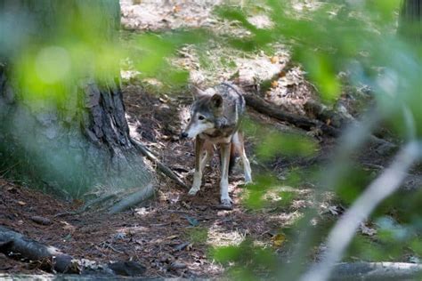 Red Wolf Facts Food Biology Behavior And More