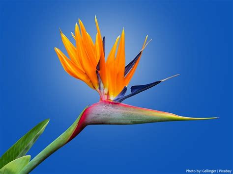 Bird Of Paradise Flower Stonecopax