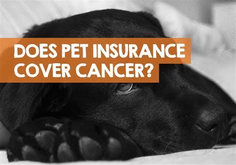 However, with our plans, this doesn't mean the condition can't be covered in the future if the condition is curable. Does Pet Insurance Cover Cancer Treatment? (Yes... & No)