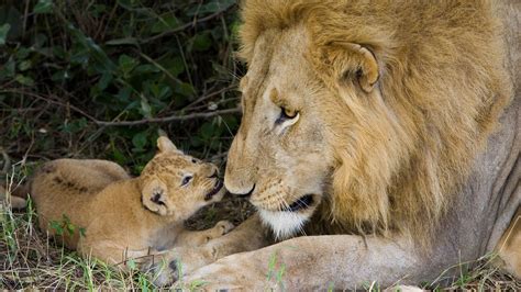 Cute Lion Cub With His Father Hd Wallpapers Hd Wallpapers