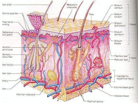 Start studying human skin structure. The Human Skin Diagram And Label Human Epidermis Diagram ...