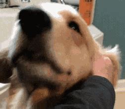 We did not find results for: 20 Times Retrievers Proved They Are The Best Dogs Ever ...