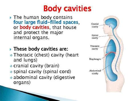 Human Body Cavity Diagram