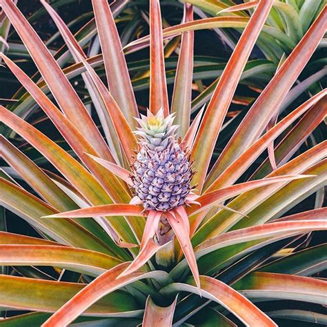 Did You Know Pineapples Start Off As Beautiful Purple And Pink Flowers