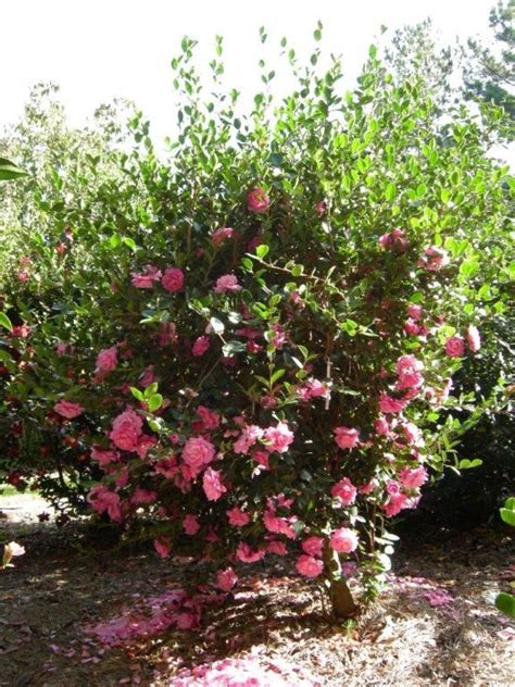 Camellia sasanqua 'Susy Dirr' PPAF – Plants Nouveau | Plants, Camellia