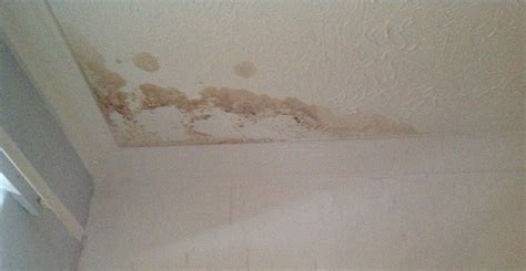 rid  mold  damp stains cleaningtipsnet
