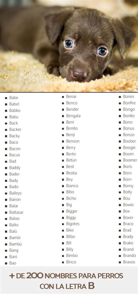 Nombres Para Perros Con La Letra B ¡más De 200 Opciones Nombres