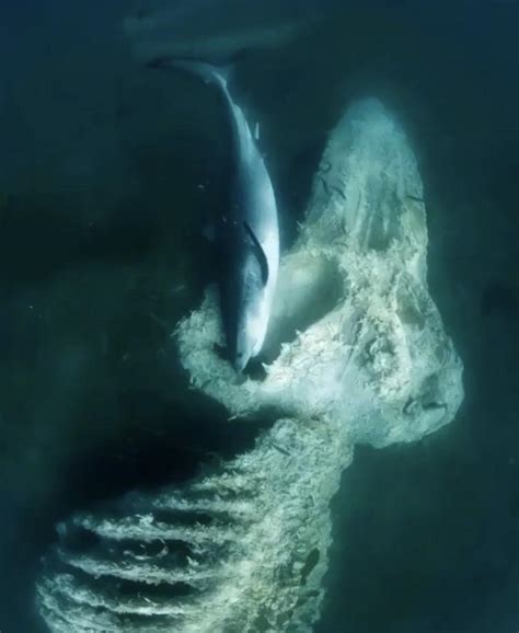 Tiger Shark Works Over The Remains Of A Whale Rnatureismetal