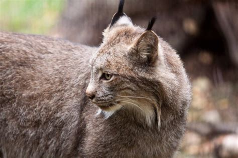 Lynx Alaskaorg